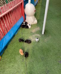 -萌宠亲子动物乐园(槐房万达店)