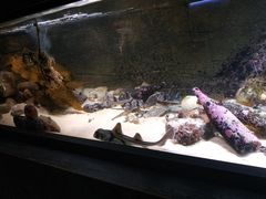 -悉尼海洋生物水族馆