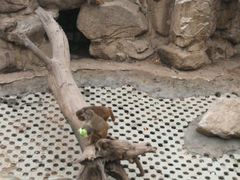 -西安秦岭野生动物园