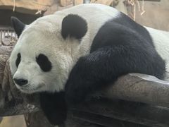 -成都动物园