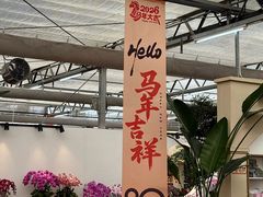 -荷兰花海