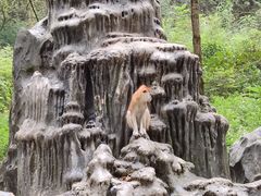 -贵州森林野生动物园