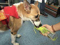 -北京赛佳动物医院