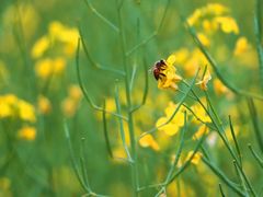 -光明小镇欢乐田园