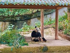 -中国大熊猫保护研究中心雅安碧峰峡基地