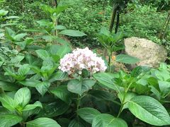 -三圣花乡旅游区