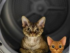 -山宅一喵德文卷毛猫舍