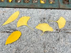 -三里屯东五街银杏大道