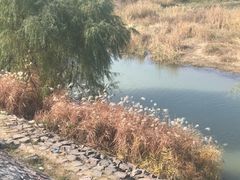 -铁谢李松祖传羊肉汤馆