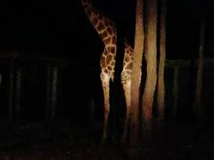 -清迈夜间动物园