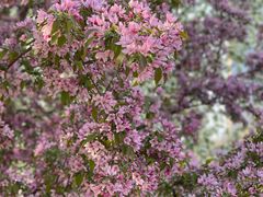 -海棠花溪(元大都城垣遗址公园)