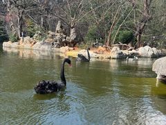 -昆明动物园