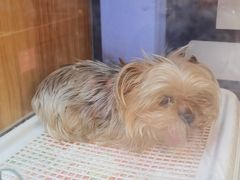 -FAELING PETS美天灵宠物(富力广场店)