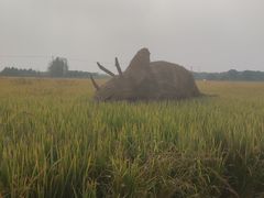 -嘉北郊野公园