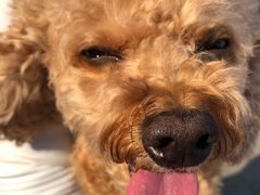 -爱侣宠医·鹦鹉专科·小型哺乳类·异宠专科(灵石路店)