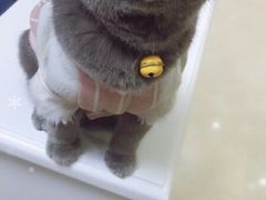 -喵zoo家庭繁育猫舍(尖东智能花园店)