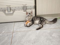 -瑞鹏宠物医院·骨科·猫科·内科(第一中心)