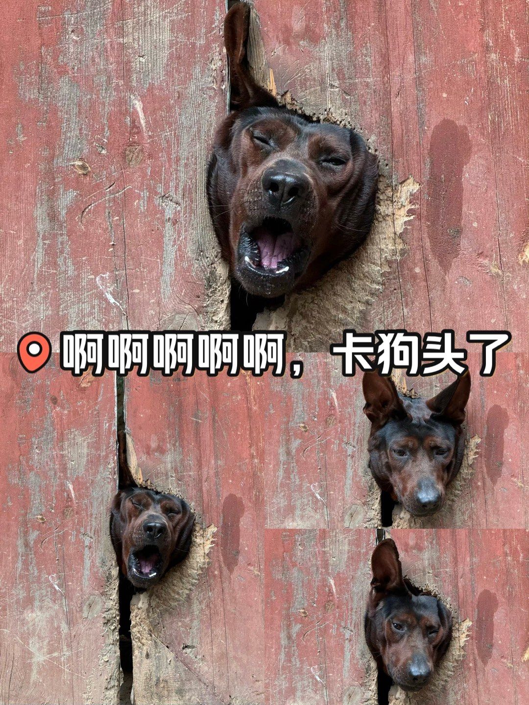 狗头卡图片大全