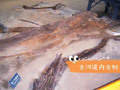 -金沙遗址博物馆
