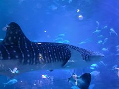 -烟台海昌鲸鲨海洋公园