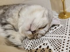 -猫友咖啡店(玉林西路店)