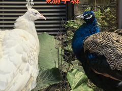-渝半城经典川粤菜(重庆天地店)