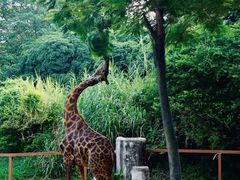 -深圳野生动物园