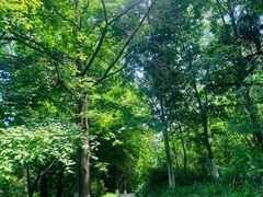 -桤木河湿地公园