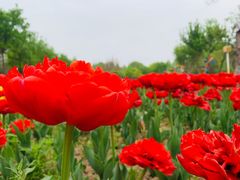 -郑州中国绿化博览园