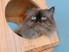 -柚子猫舍·精品猫舍购猫·猫咪认养·购宠·宠物店
