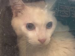 -安安宠医宠物医院·异宠·犬猫内科(岳阳分院)