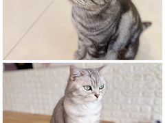 -平行世界·猫咖(首经贸店)