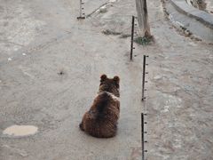 -青藏高原野生动物园
