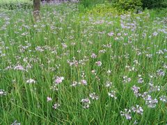 -贵阳市花溪国家城市湿地公园