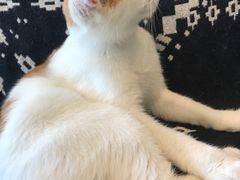 -平行世界·猫咖(首经贸店)