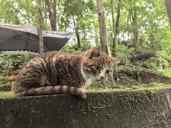 -都江堰普照寺