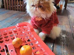 -豌豆小院咖啡馆