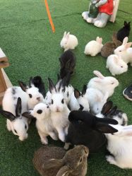 -萌宠亲子动物乐园(槐房万达店)