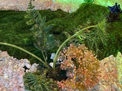 -唐御宴•御宴宫•唐代菜点(芙蓉西路店)