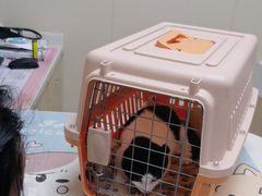 -安安宠医宠物医院·异宠·犬猫内科(岳阳分院)