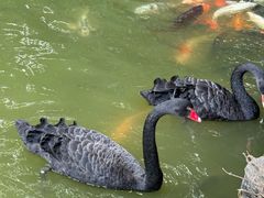 -珠海圆明新园