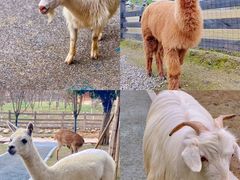 -黄龙溪欢乐田园