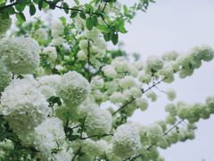 -铁山坪森林公园