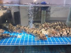 -大锅强·蒸海鲜青岛菜(吾悦广场店)