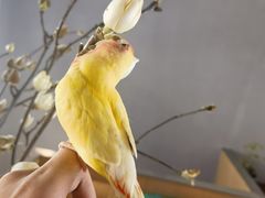 -吉丁鸟咖·异宠·寄养