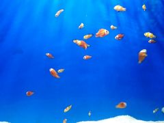 -洛阳龙门海洋馆