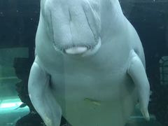 -悉尼海洋生物水族馆