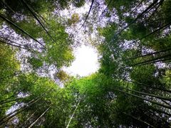 -鸡枕山