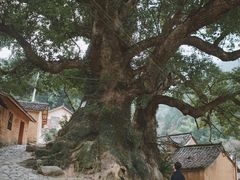 -杨家堂村