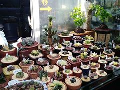 -万商花鸟市场